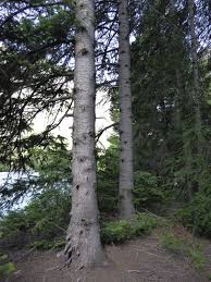 Attēlu rezultāti vaicājumam “Abies sibirica”