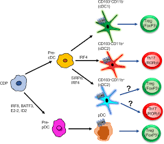 Attēlu rezultāti vaicājumam “Cinclidotus danubicus cells”