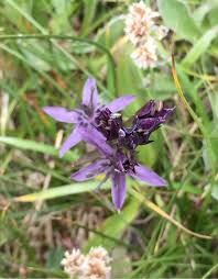 Attēlu rezultāti vaicājumam “Swertia perennis flower”