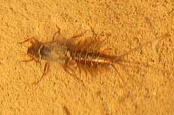 Attēlu rezultāti vaicājumam “Leptophlebia nebulosa”