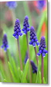 Attēlu rezultāti vaicājumam “Muscari neglectum flower”