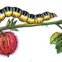 Attēlu rezultāti vaicājumam “Abraxas grossulariata larva”