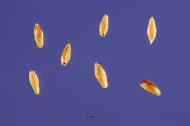 Attēlu rezultāti vaicājumam “Polypogon tentacularius male”