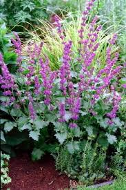 Attēlu rezultāti vaicājumam “Salvia verticillata”