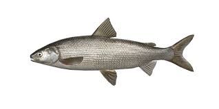 Image result for Coregonus clupeaformis