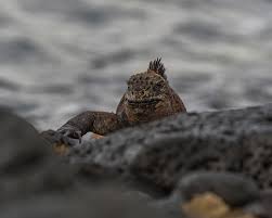 Attēlu rezultāti vaicājumam “Lycogala irregulare macro”