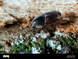 Attēlu rezultāti vaicājumam “Scolytus scolytus, Scolytus multistriatus”