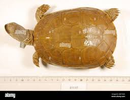 Attēlu rezultāti vaicājumam “Reticularia sp.”