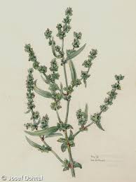 Attēlu rezultāti vaicājumam “Atriplex patula”