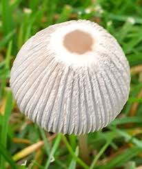 Attēlu rezultāti vaicājumam “Psathyrella pygmaea”