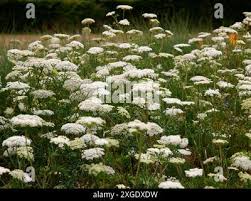 Attēlu rezultāti vaicājumam “Cenolophium denudatum”