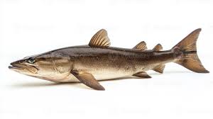 Image result for Rachycentron canadum