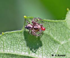 Attēlu rezultāti vaicājumam “Uroleucon hypochoeridis”