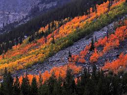 Attēlu rezultāti vaicājumam “Libanotis montana leaf”