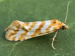 Attēlu rezultāti vaicājumam “Aethes margaritana”