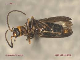 Attēlu rezultāti vaicājumam “Oedemeridae”