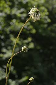Attēlu rezultāti vaicājumam “Sanguisorba officinalis bud”