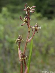 Attēlu rezultāti vaicājumam “Scheuchzeriaceae”