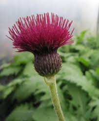 Attēlu rezultāti vaicājumam “Cirsium x rigens flower”
