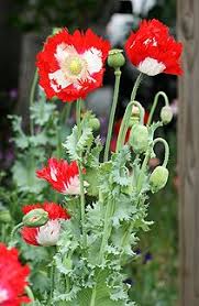 Attēlu rezultāti vaicājumam “Papaver somniferum”