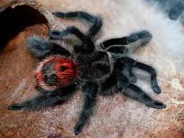 Attēlu rezultāti vaicājumam “Trachyspora intrusa”