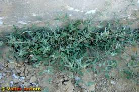 Attēlu rezultāti vaicājumam “Atriplex patula”