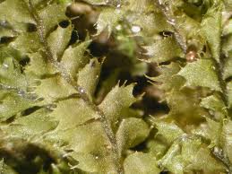 Attēlu rezultāti vaicājumam “Plagiochila porelloides sporophyte”