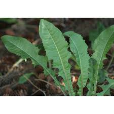 Attēlu rezultāti vaicājumam “Taraxacum officinale aggr. leaf”