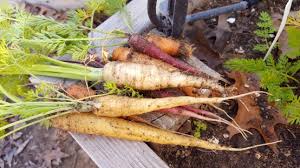 Attēlu rezultāti vaicājumam “Daucus sativus”