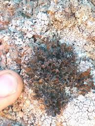 Attēlu rezultāti vaicājumam “Tuckermannopsis chlorophylla”