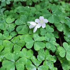 Attēlu rezultāti vaicājumam “Oxalidaceae”