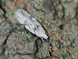 Attēlu rezultāti vaicājumam “Carpatolechia alburnella”