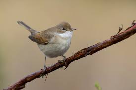 Attēlu rezultāti vaicājumam “Sylvia communis”
