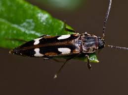 Attēlu rezultāti vaicājumam “Melandryidae”