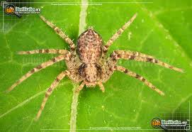 Image result for crab spider