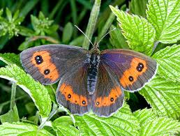 Attēlu rezultāti vaicājumam “Erebia ligea upperside”