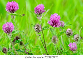 Attēlu rezultāti vaicājumam “Trifolium alpestre”