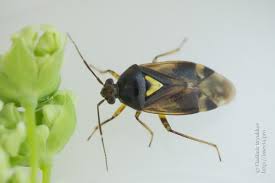 Attēlu rezultāti vaicājumam “Orthops basalis”