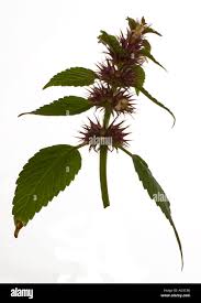 Attēlu rezultāti vaicājumam “Galeopsis tetrahit”