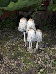 Attēlu rezultāti vaicājumam “Coprinus comatus”