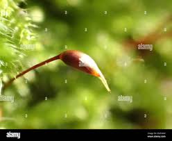 Attēlu rezultāti vaicājumam “Brachythecium rivulare sporophyte”