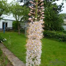 Image result for Steppenkerze