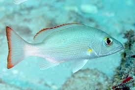 Image result for Lutjanus mahogoni