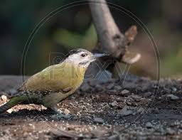 Attēlu rezultāti vaicājumam “Picus canus female”