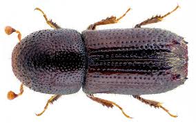 Attēlu rezultāti vaicājumam “Scolytidae”