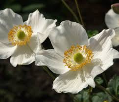 Image result for Anemonenarten