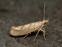 Attēlu rezultāti vaicājumam “Ypsolopha asperella”