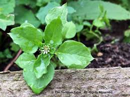 Attēlu rezultāti vaicājumam “Cerastium holosteoides fruit”