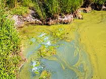 Attēlu rezultāti vaicājumam “Comatricha nigra young”