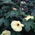 <b>Abelmoschus</b> manihot - Sunset